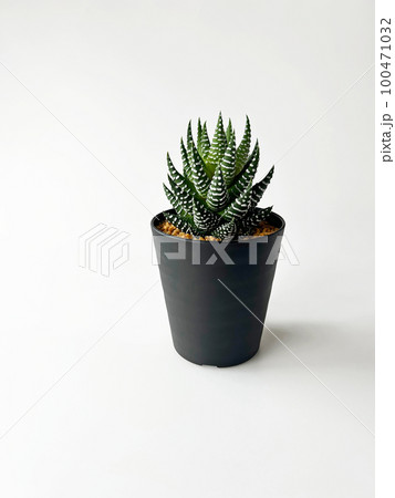 多肉植物十二の塔01 多肉植物十二の塔01 100471032
