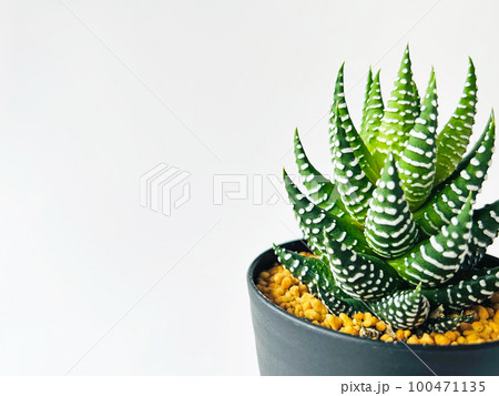 多肉植物十二の塔03 多肉植物十二の塔03 100471135