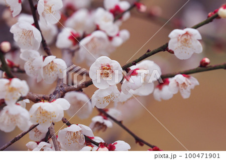 梅（Japanese apricot） 100471901
