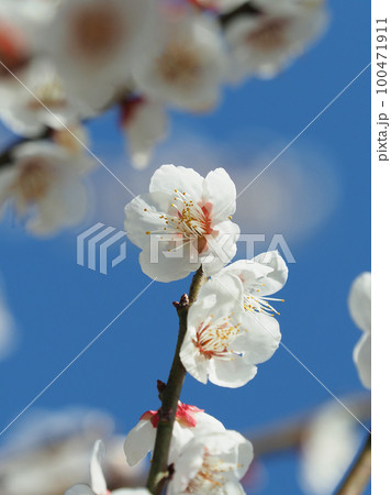 梅（Japanese apricot） 100471911