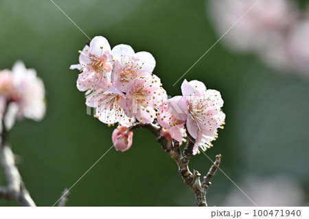 梅(Japanese apricot) 梅(Japanese apricot) 100471940