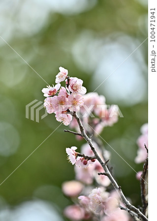 梅(Japanese apricot) 梅(Japanese apricot) 100471941