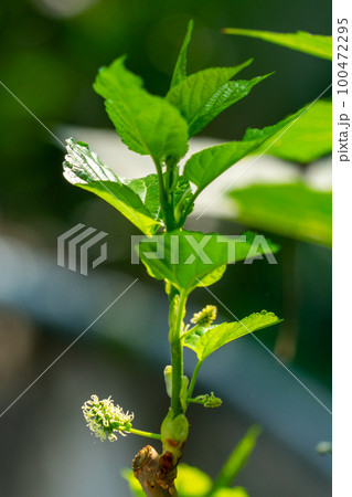 The fruit of black mulberry - mulberry tree. 100472295