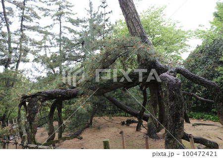 根上がり松 100472421