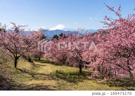 おおいゆめの里の早咲き桜　神奈川県大井町 100473270