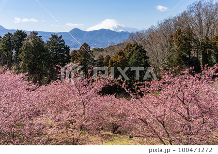 おおいゆめの里の早咲き桜 神奈川県大井町 おおいゆめの里の早咲き桜 神奈川県大井町 100473272