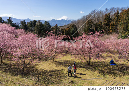 おおいゆめの里の早咲き桜　神奈川県大井町 100473273