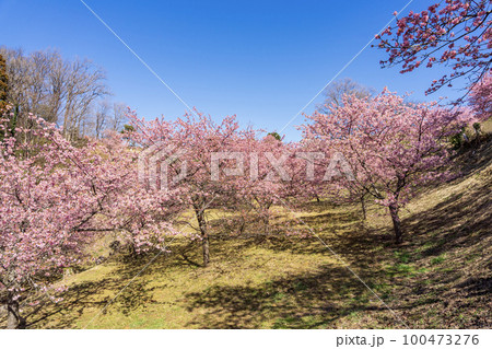 おおいゆめの里の早咲き桜 神奈川県大井町 おおいゆめの里の早咲き桜 神奈川県大井町 100473276