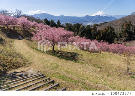 おおいゆめの里の早咲き桜 神奈川県大井町 おおいゆめの里の早咲き桜 神奈川県大井町 100473277