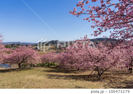 おおいゆめの里の早咲き桜 神奈川県大井町 おおいゆめの里の早咲き桜 神奈川県大井町 100473279