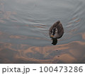 水面の揺らぎと水鳥 100473286