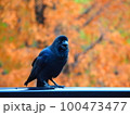 紅葉とカラス 100473477