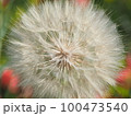 綿毛 100473540