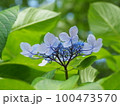 紫陽花 100473570