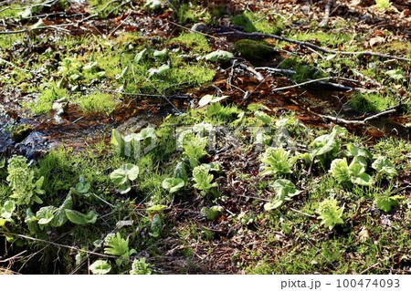 ふきのとう　春 100474093