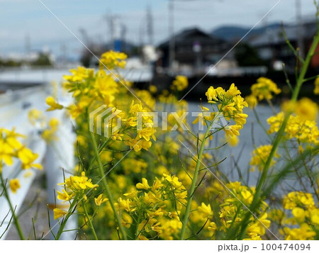 川辺の菜の花畑(江ノ口川岸に咲いたアブラナ) 川辺の菜の花畑(江ノ口川岸に咲いたアブラナ) 100474094