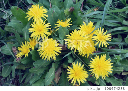 たんぽぽ 100474288