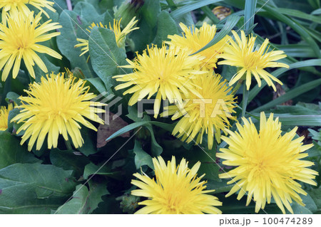 たんぽぽ たんぽぽ 100474289