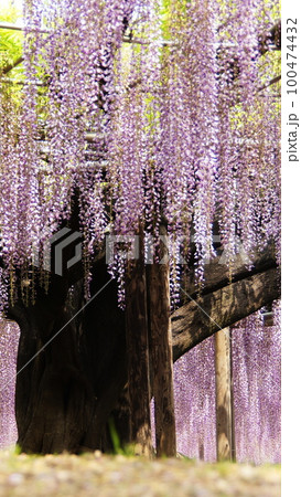 画面に捉えきれない長さの藤の花　花(5月)オオナガフジ(大長藤)06V9.16 100474432