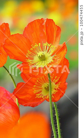 鮮やかなオレンジ色の花 花(5月)ポピー22V9.16の写真素材 [100474455