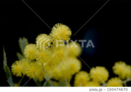 ミモザの花 ミモザの花 100474670
