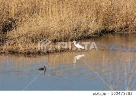 水辺のダイサギとカワウ 100475282
