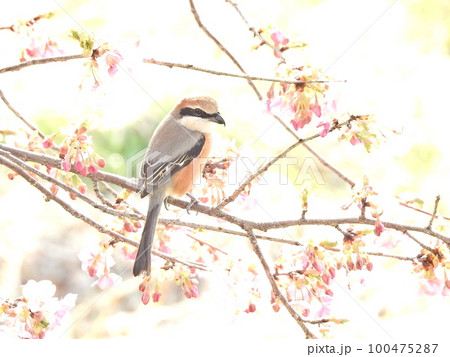 桜のつぼみとモズ(A) 100475287
