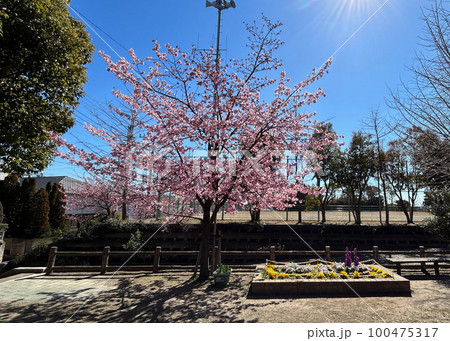 河津桜満開! 河津桜満開! 100475317