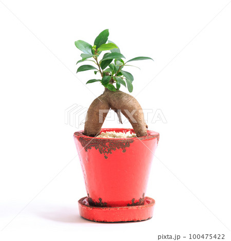 観葉植物、キジムナーが宿るガジュマルの鉢植え【白背景】 観葉植物、キジムナーが宿るガジュマルの鉢植え【白背景】 100475422