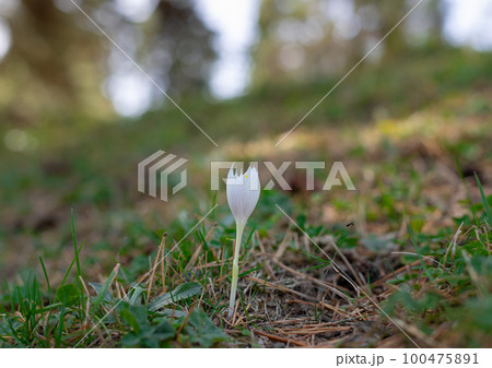 White crocus on meadow in the forest. delicate wild flower. White crocus on meadow in the forest. delicate wild flower. 100475891