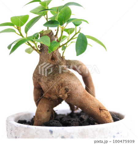 観葉植物、キジムナーが宿るガジュマルの気根【白背景】 観葉植物、キジムナーが宿るガジュマルの気根【白背景】 100475939