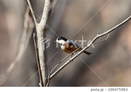 バードウォッチング　ヤマガラ 100475963