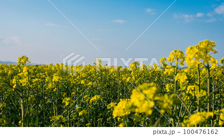Gorgeous yellow canola field blooming rapeseed farm backlit with sunset light. Big agricultural field planted with numerous yellow flowers of field mustard blossoming in springtime. Rapeseed oil in Gorgeous yellow canola field blooming rapeseed farm backlit with sunset light. Big agricultural field planted with numerous yellow flowers of field mustard blossoming in springtime. Rapeseed oil in 100476162
