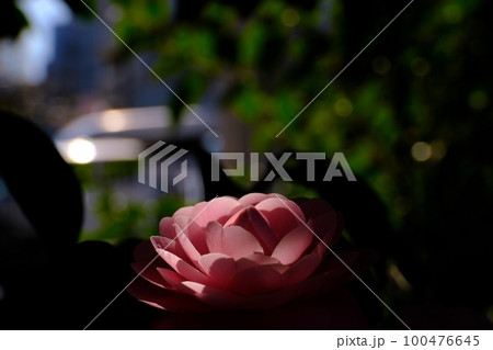 妖艶な花 八重の椿 東京都町田市 芹が谷公園 妖艶な花 八重の椿 東京都町田市 芹が谷公園 100476645