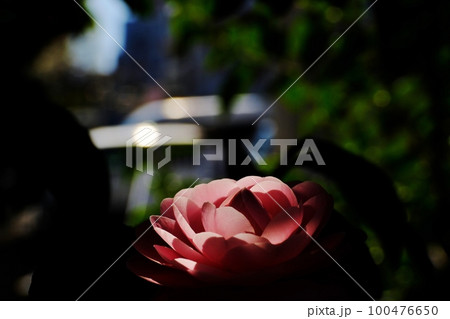 妖艶な花　八重の椿　東京都町田市　芹が谷公園 100476650