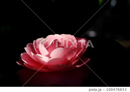 妖艶な花 八重の椿 東京都町田市 芹が谷公園 妖艶な花 八重の椿 東京都町田市 芹が谷公園 100476653