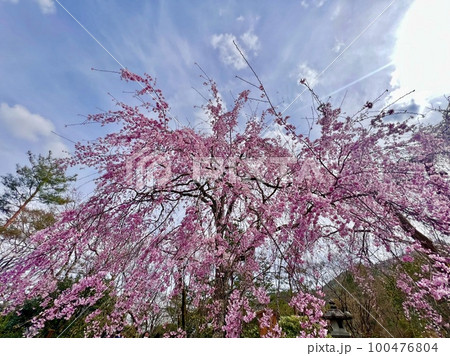 京都嵐山天龍寺の曹源池庭園の枝垂れ桜 100476804