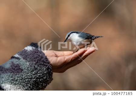 手に乗るゴジュウカラ 100477165
