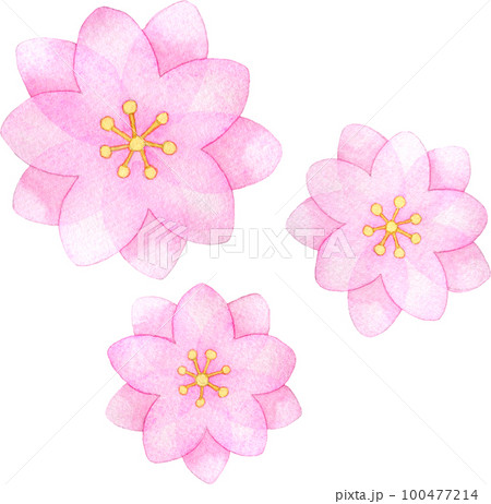 八重咲きの桃の花の水彩イラスト 八重咲きの桃の花の水彩イラスト 100477214