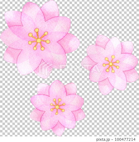 八重咲きの桃の花の水彩イラスト 八重咲きの桃の花の水彩イラスト 100477214