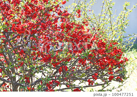 ボケ（木瓜） 100477251