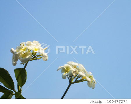 プルメリアの花 100477274