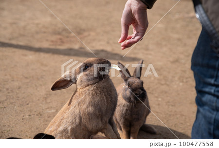 ウサギの餌やり 100477558