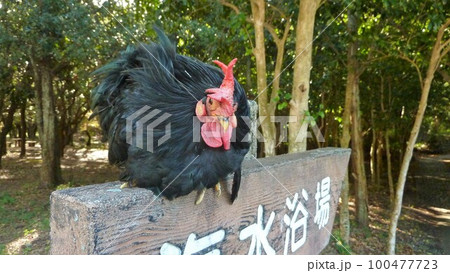 鶏とともに地域探索 鶏とともに地域探索 100477723