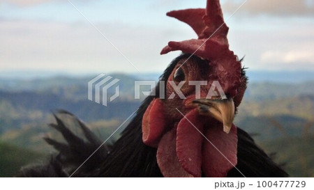 鶏とともに地域探索 鶏とともに地域探索 100477729