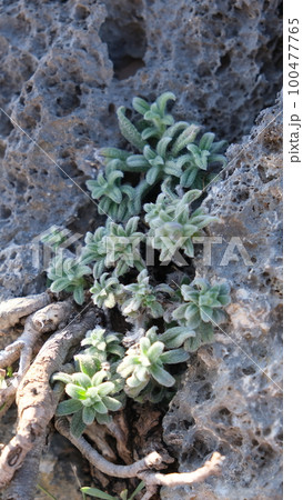 green succulents on stone green succulents on stone 100477765