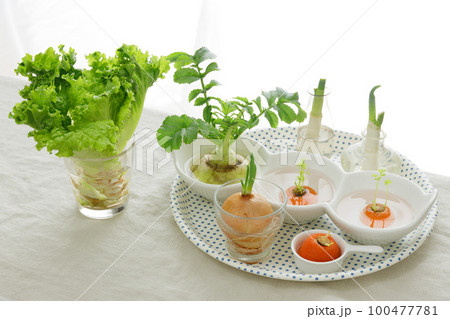 窓辺で野菜の再生栽培 窓辺で野菜の再生栽培 100477781