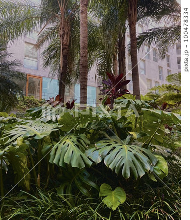garden in the courtyard of a residential building garden in the courtyard of a residential building 100478334