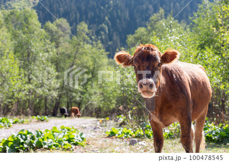 young red calf with a cowbell in a mountain pasture. 100478545