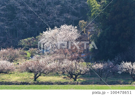 鳩山町の里山を彩る満開の梅林の風景 100478651